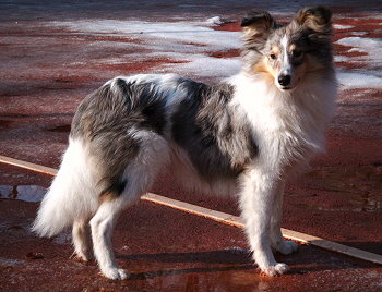 Junghund Chester