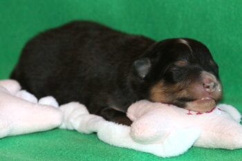 Bagheera vom Affinger Bach, 1 Woche alt 