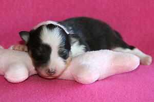 Dottie vom Affinger Bach, 1 Woche alt 