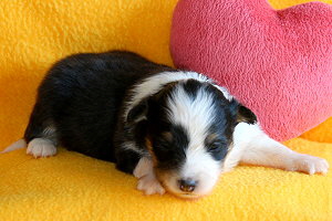 Dottie vom Affinger Bach, 2 Wochen alt 
