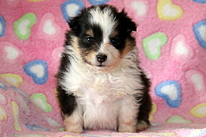Dottie vom Affinger Bach, 4 Wochen alt 
