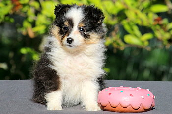 Dottie vom Affinger Bach, 7 Wochen alt 
