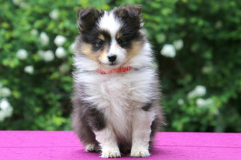 Dottie vom Affinger Bach, 8 Wochen alt 