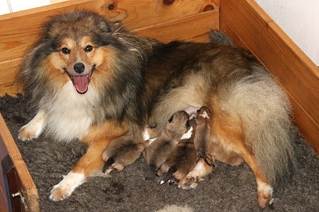 Toffie und ihre 4 Tage alten Babys Toffie und ihre 4 Tage alten Babys