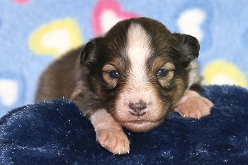 Friedwart Freundlich vom Affinger Bach, 2 Wochen alt