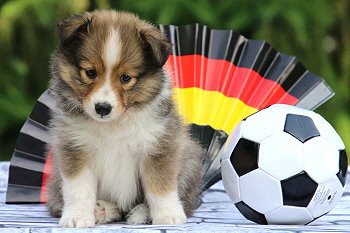 Friedwart Freundlich vom Affinger Bach, 6 Wochen alt