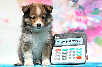 Friedwart Freundlich vom Affinger Bach, 7 Wochen alt