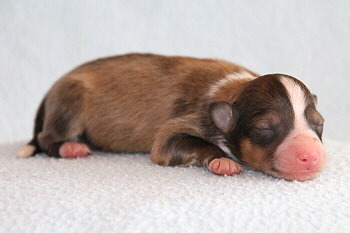 Fridolin Fr�hlich vom Affinger Bach, 1 Tag alt