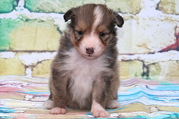 Fridolin Fr�hlich vom Affinger Bach, 4 Wochen alt