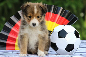 Fridolin Fr�hlich vom Affinger Bach, 6 Wochen alt