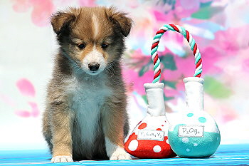 Fridolin Fr�hlich vom Affinger Bach, 7 Wochen alt