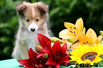 Fridolin Fr�hlich vom Affinger Bach, 8 Wochen alt