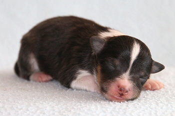 Ferdinand Farbklecks vom Affinger Bach, 1 Tag alt