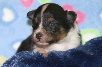 Ferdinand Farbklecks vom Affinger Bach, 2 Wochen alt