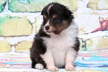 Ferdinand Farbklecks vom Affinger Bach, 4 Wochen alt