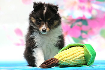 Ferdinand Farbklecks vom Affinger Bach, 7 Wochen alt