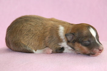 Filippa Fabelhaft vom Affinger Bach, 1 Tag alt