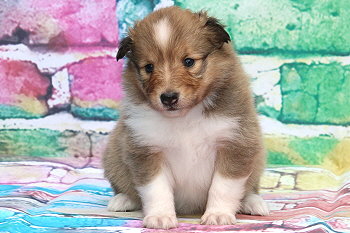 Filippa Fabelhaft vom Affinger Bach, 4 Wochen alt