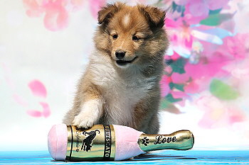 Filippa Fabelhaft vom Affinger Bach, 7 Wochen alt