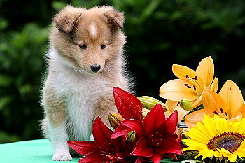 Filippa Fabelhaft vom Affinger Bach, 8 Wochen alt