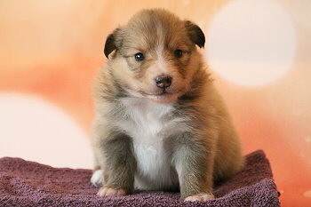 Famke Fantastisch vom Affinger Bach, 3 Wochen alt