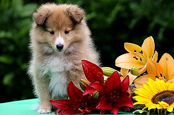 Famke Fantastisch vom Affinger Bach, 8 Wochen alt