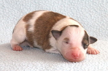 Franjo Farbenfroh vom Affinger Bach, 1 Tag alt