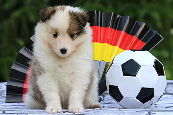 Franjo Farbenfroh vom Affinger Bach, 6 Wochen alt