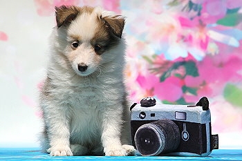 Franjo Farbenfroh vom Affinger Bach, 7 Wochen alt