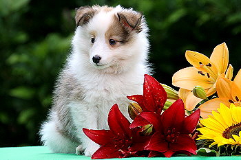 Franjo Farbenfroh vom Affinger Bach, 8 Wochen alt