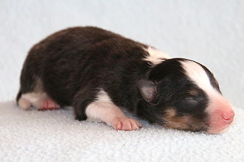 Freddy Frechdachs vom Affinger Bach, 1 Tag alt