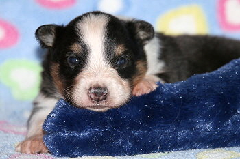 Freddy Frechdachs vom Affinger Bach, 2 Wochen alt