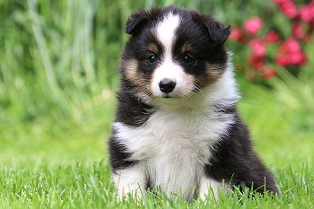 Freddy Frechdachs vom Affinger Bach, 5 Wochen alt