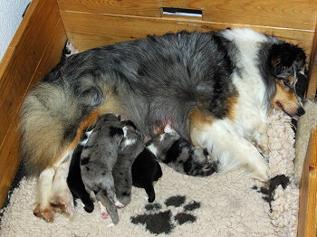 G2-Wurf vom Affinger Bach