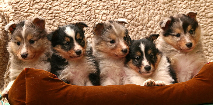 G2-Wurf vom Affinger Bach, 5 Wochen alt