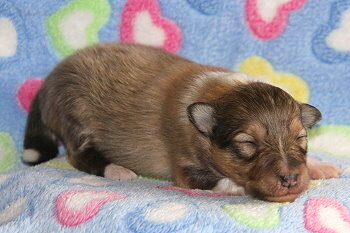 Grappe vom Affinger Bach, 1 Woche alt