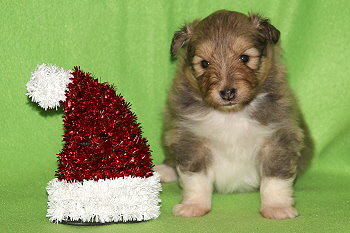 Grappa vom Affinger Bach, 3 Wochen alt