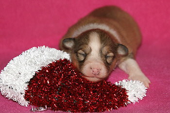 Halli Hallo vom Affinger Bach, 1 Woche alt