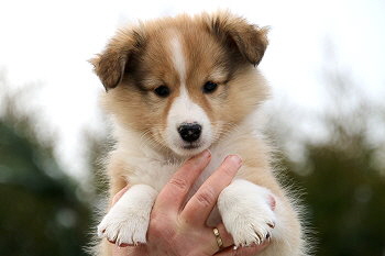 Halli Hallo vom Affinger Bach, 7 Wochen alt