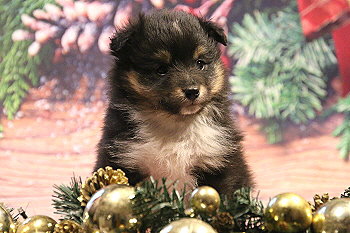 Hakuna Matata vom Affinger Bach, 5 Wochen alt