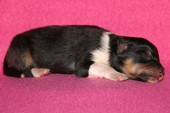 Hula Palu vom Affinger Bach, 1 Tag alt