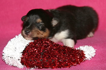 Hula Palu vom Affinger Bach, 1 Woche alt