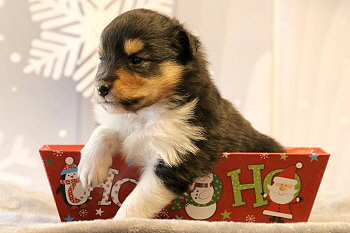 Hula Palu vom Affinger Bach, 3 Wochen alt