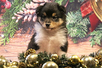 Hula Palu vom Affinger Bach, 5 Wochen alt