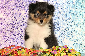 Hula Palu vom Affinger Bach, 6 Wochen alt