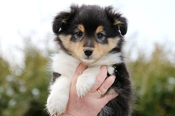 Hula Palu vom Affinger Bach, 7 Wochen alt