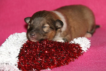 Hiphip Hurra vom Affinger Bach, 1 Woche alt