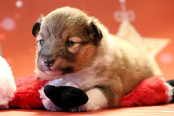 Hiphip Hurra vom Affinger Bach, 2 Wochen alt