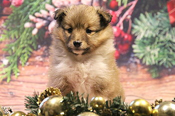 Hiphip Hurra vom Affinger Bach, 5 Wochen alt