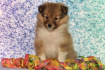 Hiphip Hurra vom Affinger Bach, 6 Wochen alt